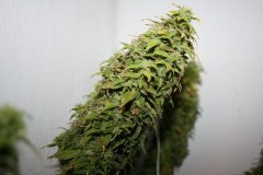 Himalaya gold fem,  9 неделя цвета, 8 дней рипена