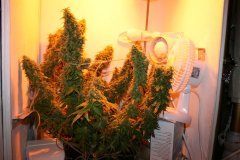 Himalaya gold fem,  9 неделя цвета, 8 дней рипена