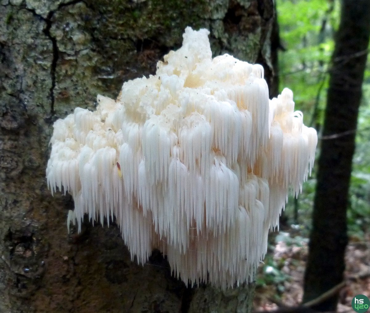 Lion's Mane Mushroom