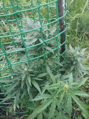mazar extra autofem bulk seeds bank