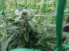 MAZAR EXTRA autofem BULK SEEDS BANK