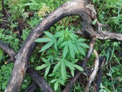MAZAR EXTRA autofem  BULK SEEDS BANK