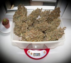 CannalopeHaze