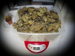 CannalopeHaze