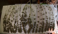 CannalopeHaze