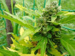mazar extra fem  bulk seed bank 80 дней7