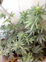 цветём Подробнее: https://hs420.net/gallery/