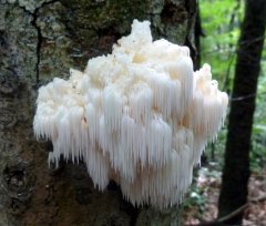 lions-mane.jpg