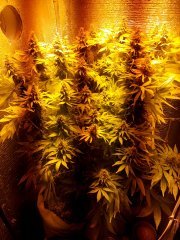 IMG_20170729_095217_BURST001_COVER.jpg
