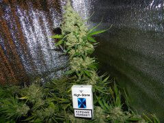 AK-47