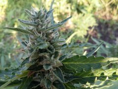 devil kiss aka big devil bulk seed bank