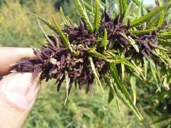 low perple Negoro garden .лоу перпл от Негоро