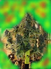 G-14 auto
