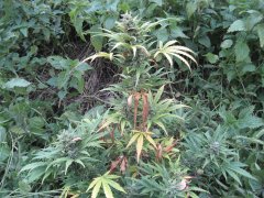 IMG_2498.JPG