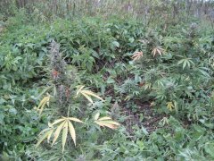 IMG_2499.JPG