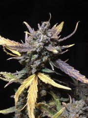 +Speed auto(Sweet seeds) 90 дней