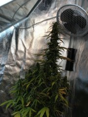 GreenCrack.jpeg