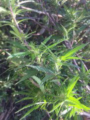 Vanila Kush_144.JPG