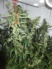Kali Mist/ bulk seeds.led 240watt