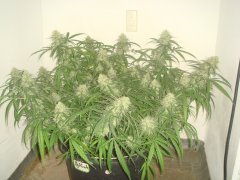 Sweet`n`Sour Indoor \ Spliff Seeds
