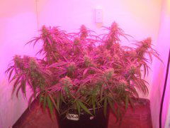 Sweet`n`Sour Indoor \ Spliff Seeds