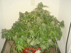 Dr Greenthumb's Em-Dog By B-Real \ Humboldt Seeds Organization