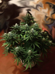 critical super silver haze