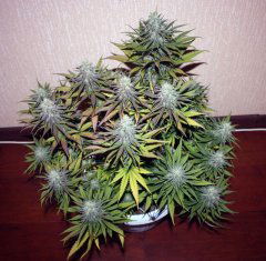 critical super silver haze