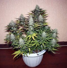 critical super silver haze