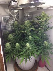 critical super silver haze