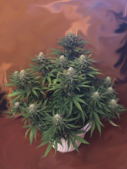 critical super silver haze