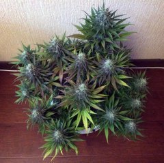 critical super silver haze