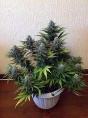 critical super silver haze