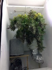 critical super silver haze