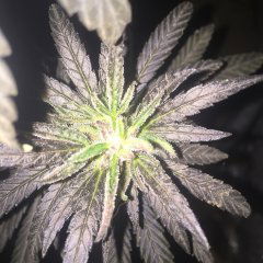 GodBud-out_17.JPG