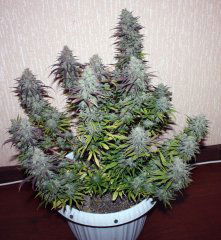 critical super silver haze