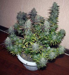 critical super silver haze