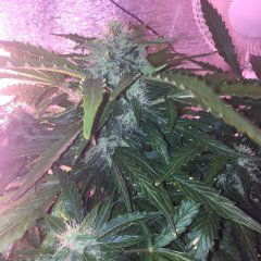 ablue_012.JPG