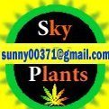 Sunny*