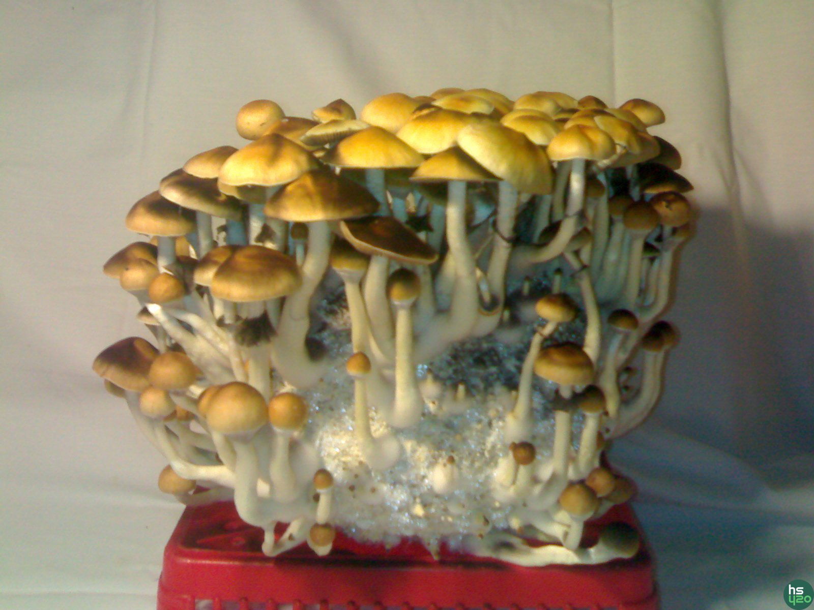 Psilocybe Cubensis Golden Teacher (GT)