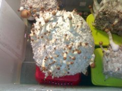 Psilocybe Cubensis Golden Teacher (GT).