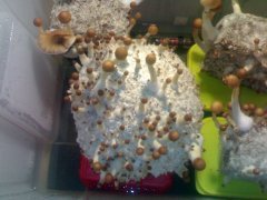 Psilocybe Cubensis Golden Teacher (GT).