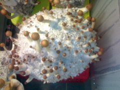 Psilocybe Cubensis Golden Teacher (GT).