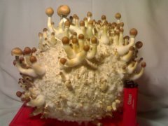 Psilocybe Cubensis Golden Teacher (GT).