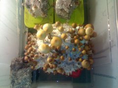 Psilocybe Cubensis Golden Teacher (GT).