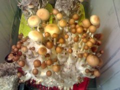 Psilocybe Cubensis Golden Teacher (GT).