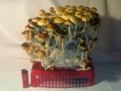 Psilocybe Cubensis Golden Teacher (GT).
