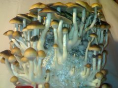 Psilocybe Cubensis Golden Teacher (GT).