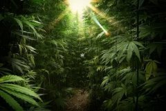 forest.jpg