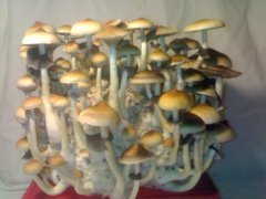 Psilocybe Cubensis Golden Teacher (GT)